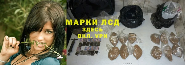 сатива Новодвинск