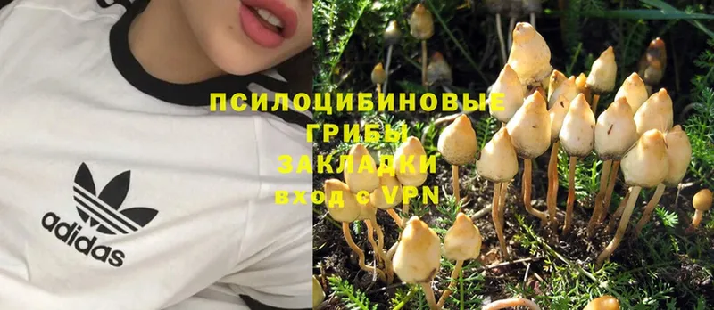 что такое   Орёл  Псилоцибиновые грибы Psilocybine cubensis 